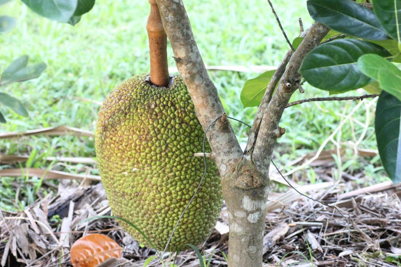 Hotel Pepper Farm Phu Quoc Esterno foto