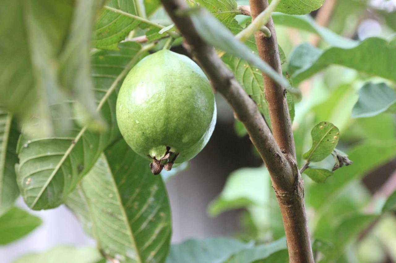Hotel Pepper Farm Phu Quoc Esterno foto